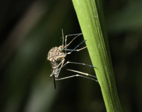 Image depicting the Service Mosquito Control